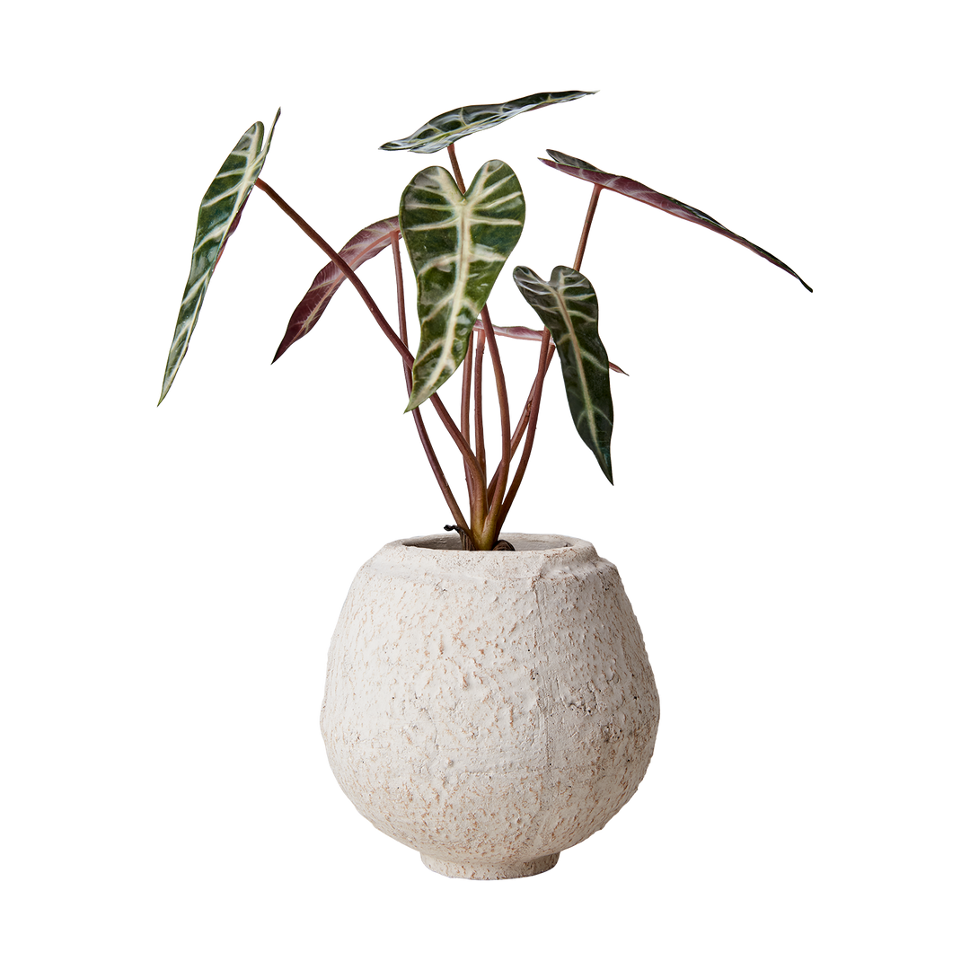 Affari of Sweden - CREAM Kruka S, Elfenben