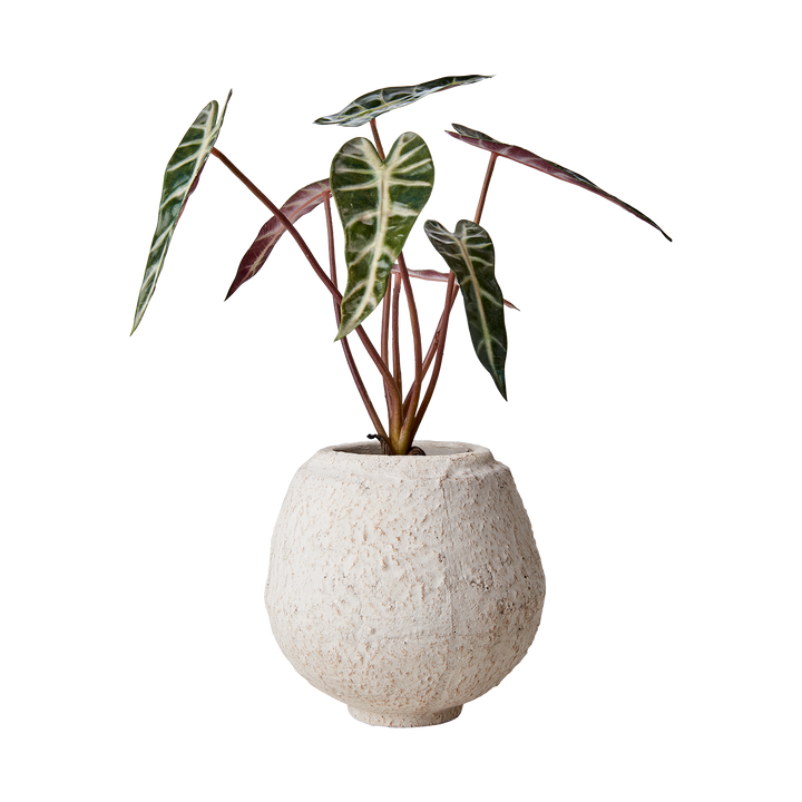 Affari of Sweden - CREAM Kruka S, Elfenben